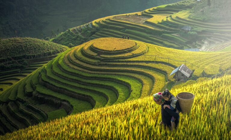 Mu cang chai,Vietnam